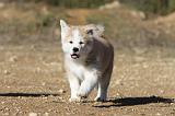 AKITA INU 023